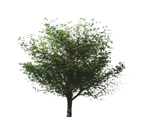 LR_M_RPC_arbol_-_Caducifolio.jpg