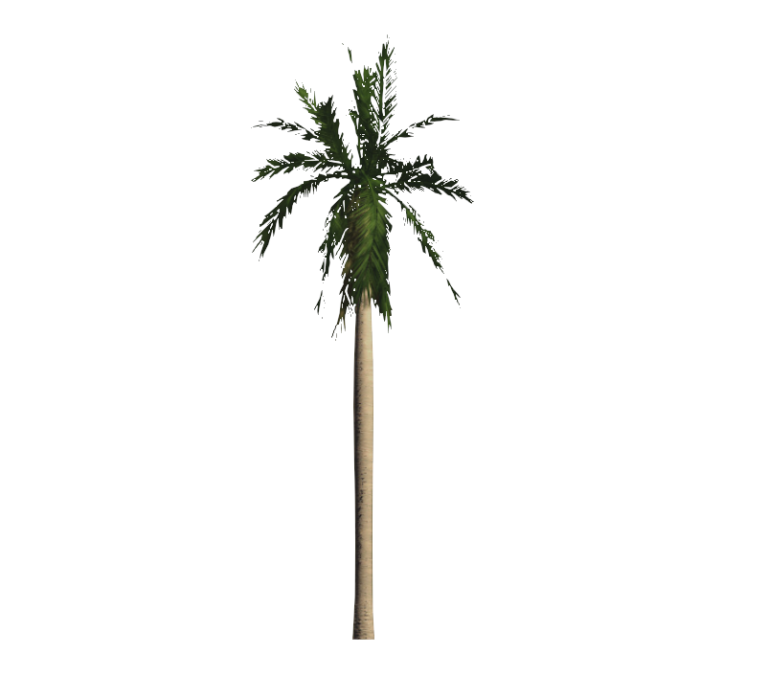 LR_M_RPC_arbol_-_Tropical.jpg