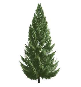 Coniferous Tree