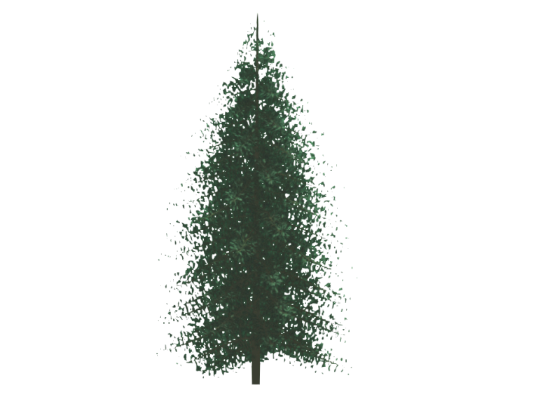 coniferius-tree