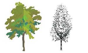 deciduous tree family