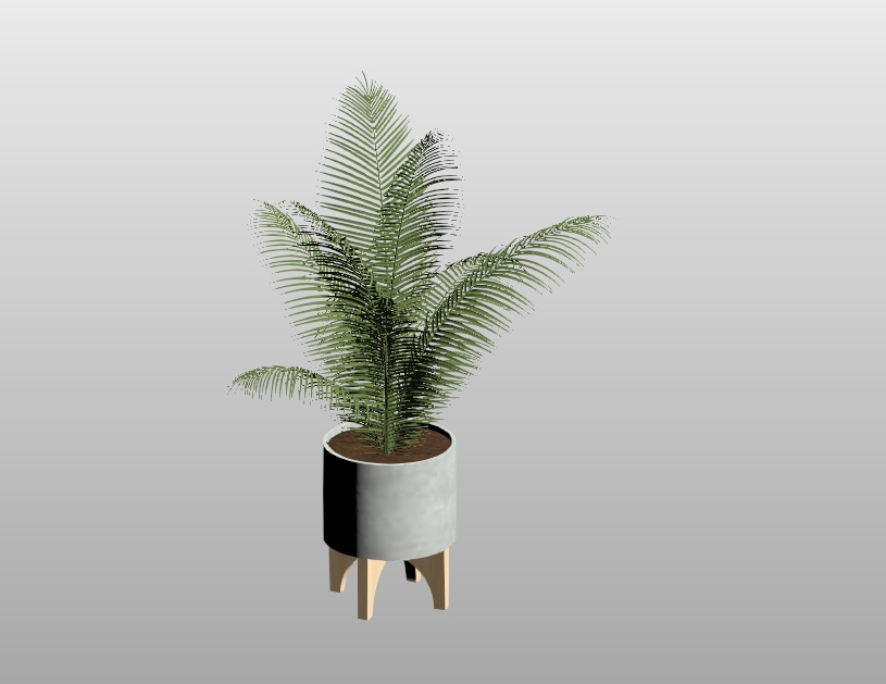 Interior Potted Fern