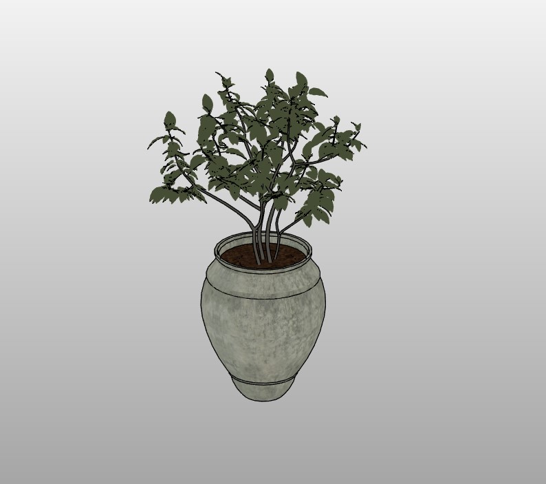 Potted Olive Tree