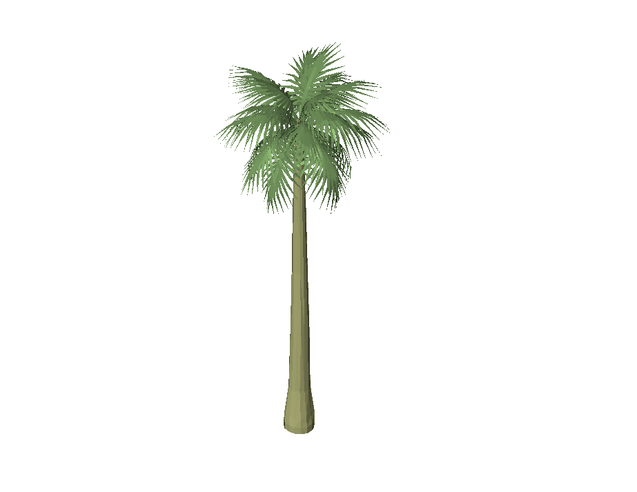 Palm Tree