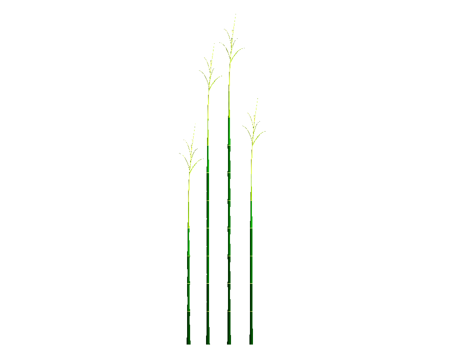 Tall Grass