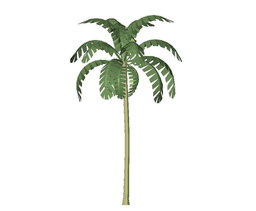 Tropical Palm Tree