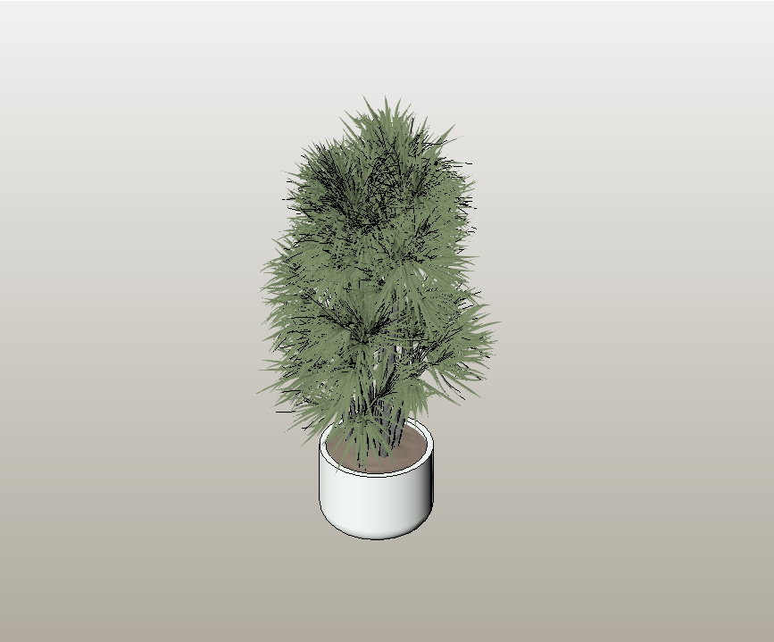 Potted Evergreen Shrub