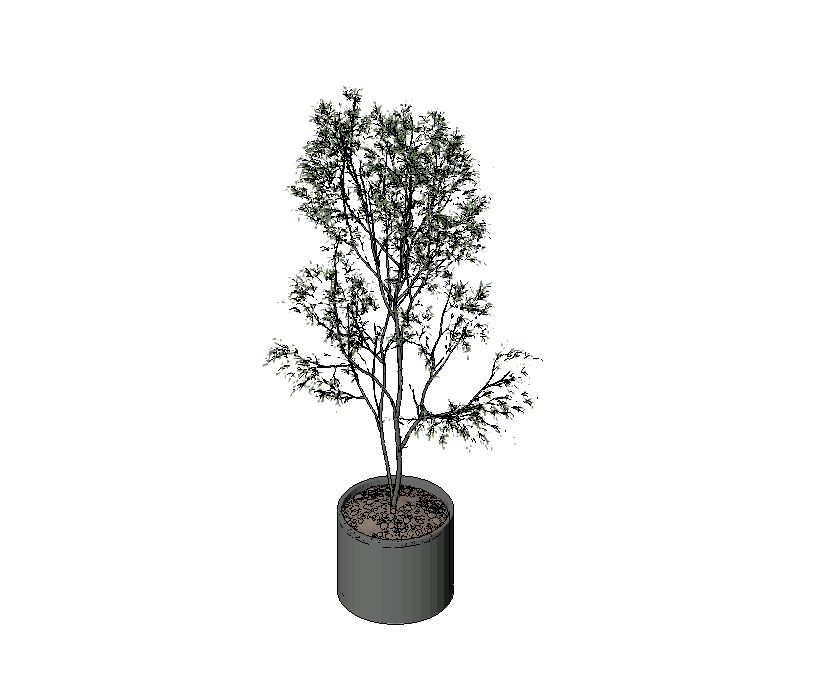 Elegant Potted Tree