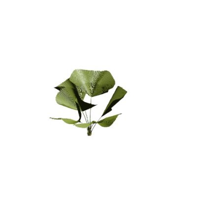 Tropical Plant