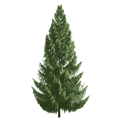 Coniferous Tree