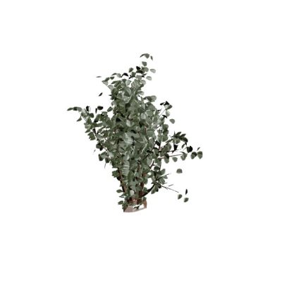 Potted Ficus Tree
