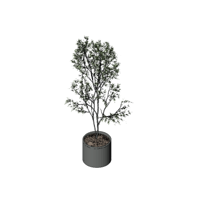 Elegant Potted Tree