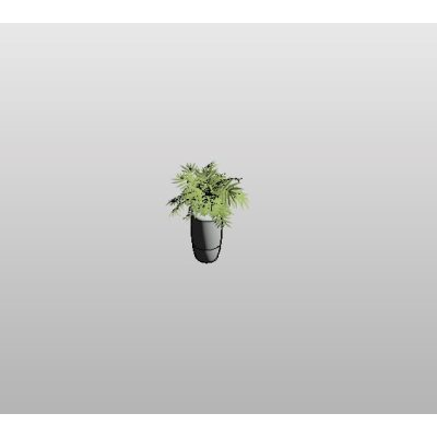 Potted Green Plant
