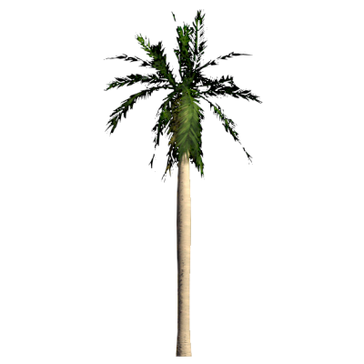 RPC Tree - Tropical