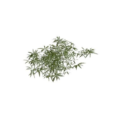 Bamboo Plant