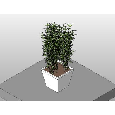 Potted bamboo in planter