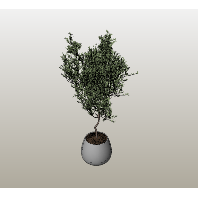Conifer tree in round gray pot