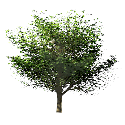 RPC Tree - Deciduous