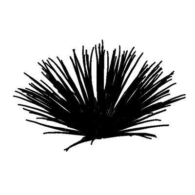 yucca 6162
