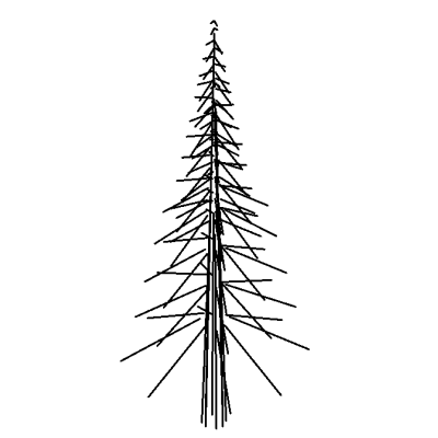 Tree - Conifer