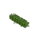 Boxwood Hedge