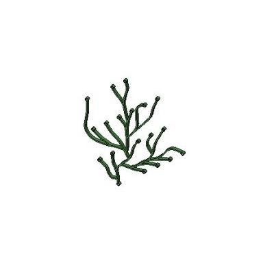 Coral-like Plant