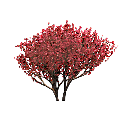 RPC Plante - Tropical