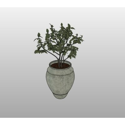 Potted Olive Tree