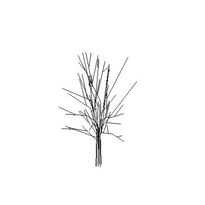 Bare Tree 01