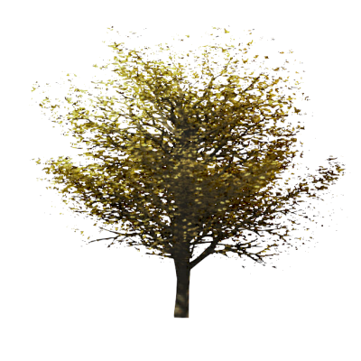 RPC Arbre - Automne
