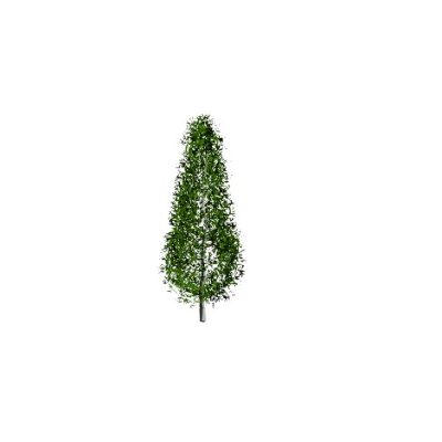 Tall Conical Tree