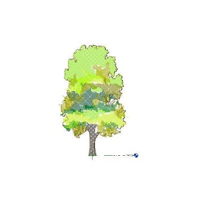 Deciduous Tree