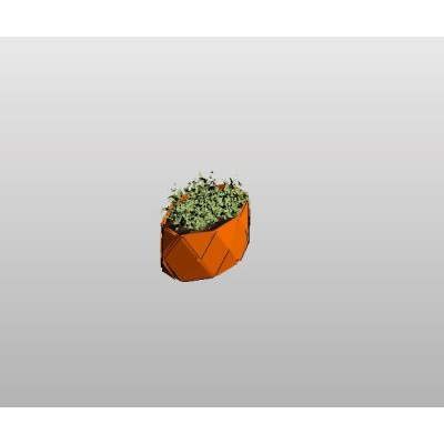 Potted Succulent