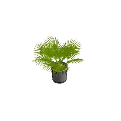 Palm tree modern minimalist 3D 6 Potted Areca Palm