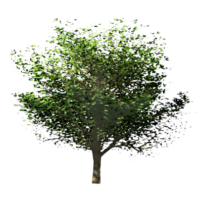 Tree Deciduous 5267