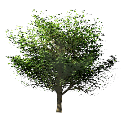 Deciduous Tree 3D Model