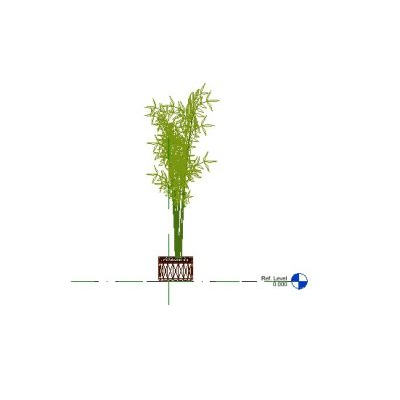 Potted Bamboo Plant