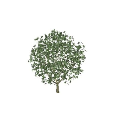 Maple Tree