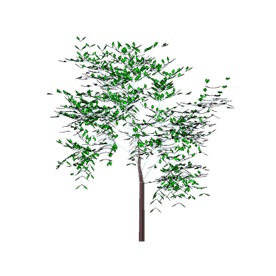 Shade Tree