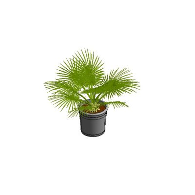 Potted Palm Plant