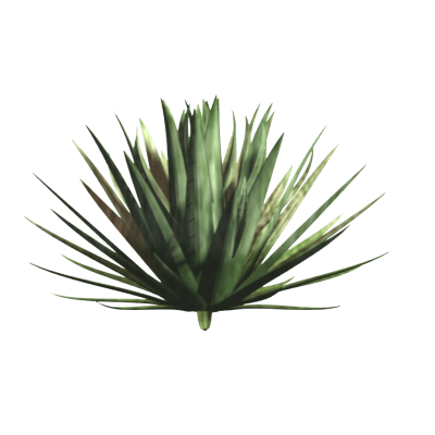 Yucca Faxoniana plant 600mm tall