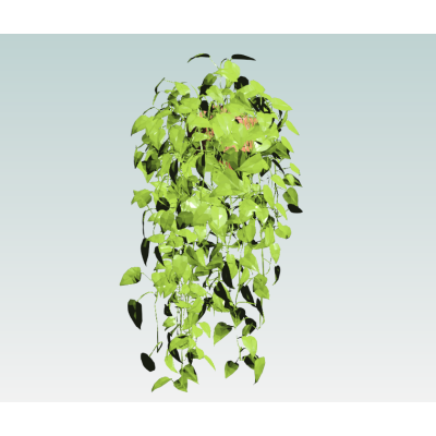 Hanging Ivy Plant