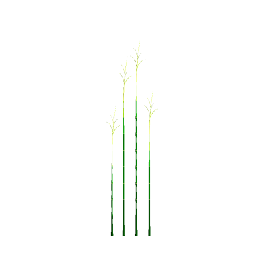 Tall Grass