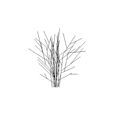 Birch Tree
