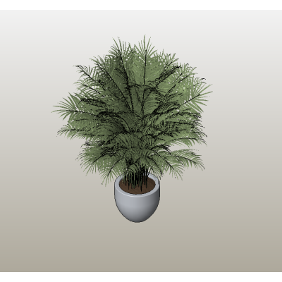 Potted Fern