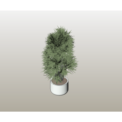 Potted Evergreen Shrub