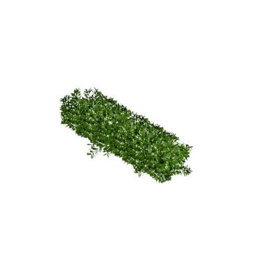 Boxwood Hedge