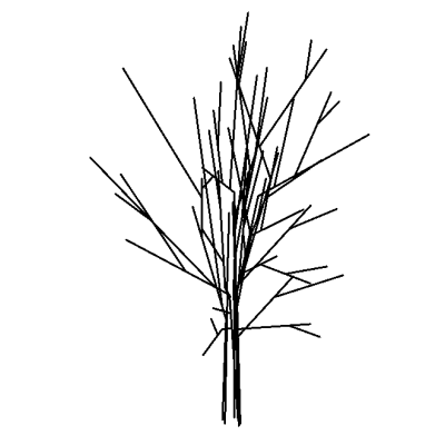 Tree - Deciduous