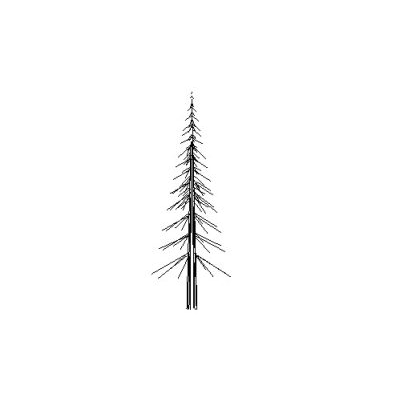 Leafless Cypress Tree