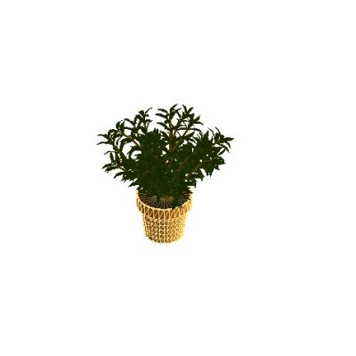 Potted Plant